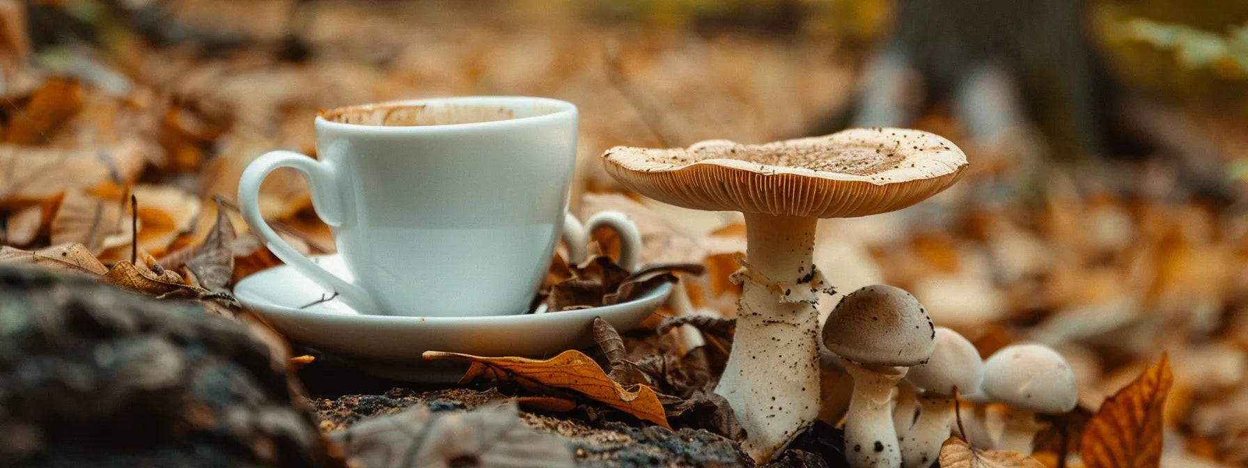 Choosing a Mushroom Coffee Alternative for Better Focus