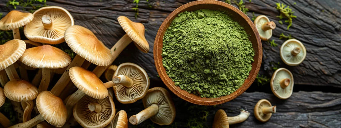 Mushroom Matcha Antioxidant Properties and Their Benefits