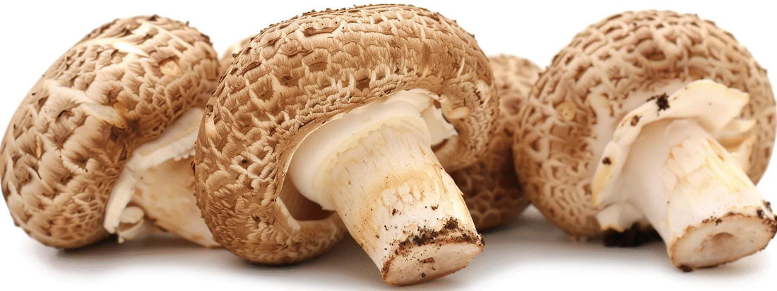 Shiitake Mushroom Powder Health Benefits You Need to Know