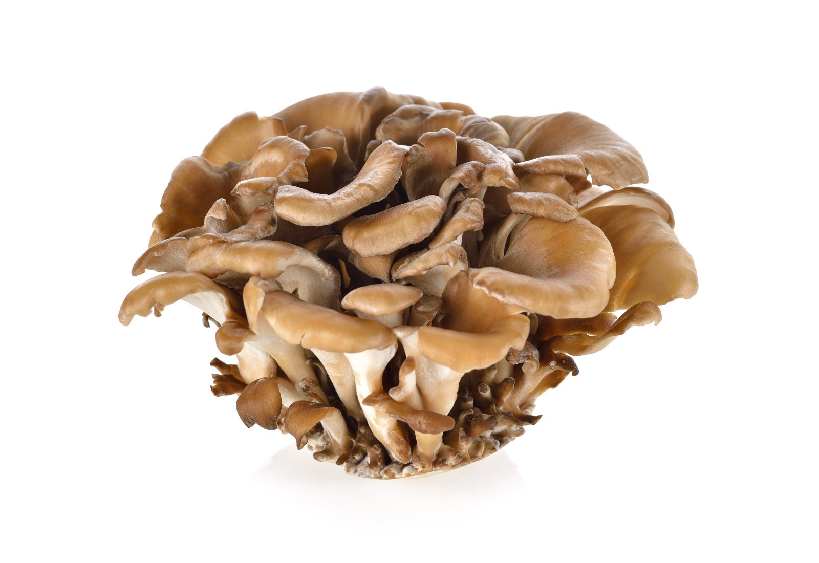 Benefits of Mushroom Chicory Coffee